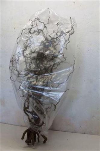 Corylus avellana 'Contorta'