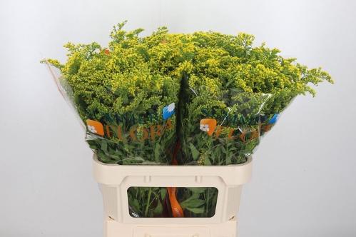 Solidago 'Golden Glory'