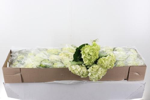 Hydrangea overig