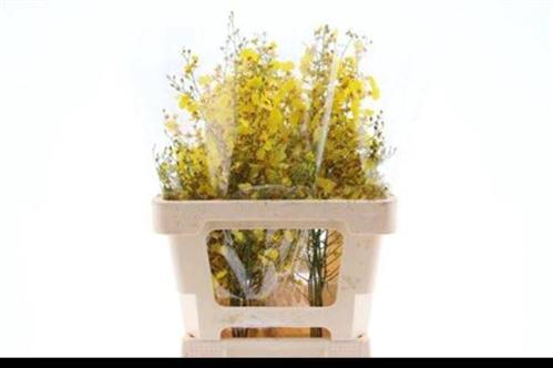 Orchidee