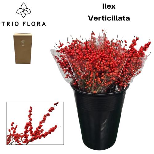 Ilex verticillata