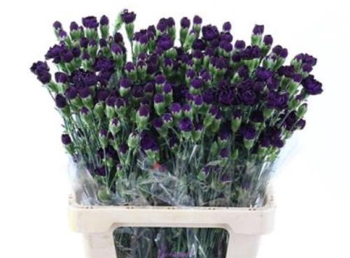 Dianthus tros Florigene Moonvelvet