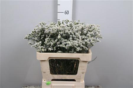 Limonium sinensis Mountain Diamond