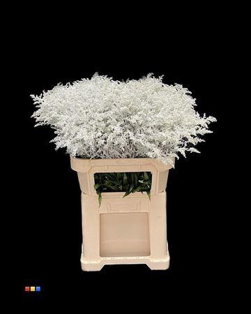 Solidago kleurbehandeld H%