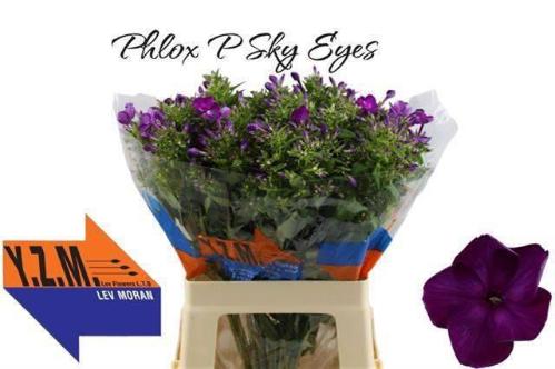 Phlox Paniculata Grp 'Sky Eyes'