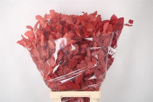 Eucalyptus polyanthemos (fruit) kleurbehandeld per bos H%