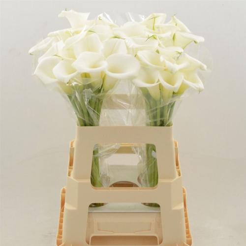 Zantedeschia White Art