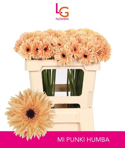 Gerbera mini Punki Humba