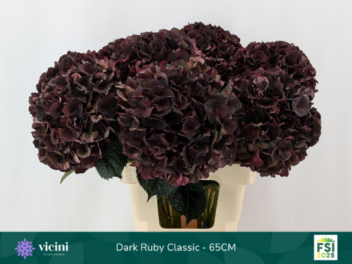 Hydrangea macrophylla Magical Dark Ruby (classic)