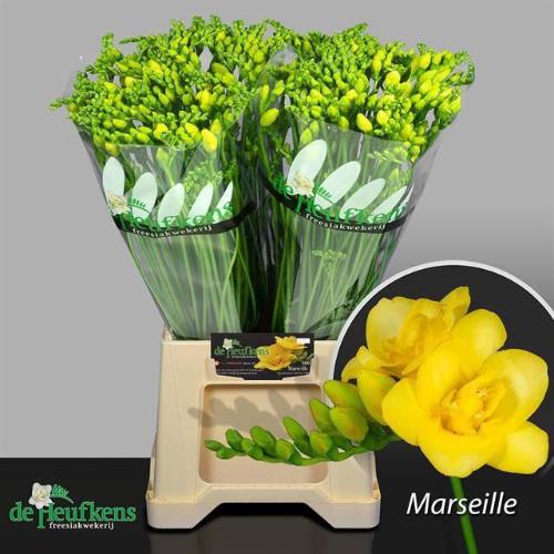 Freesia dubbelbloemig Marseille