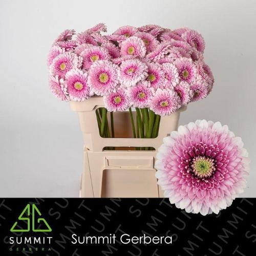 Gerbera Pomponi Tracy
