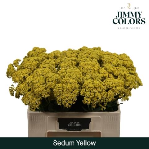 Sedum kleurbehandeld H%