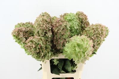 Hydrangea paniculata Magical Candle (classic)
