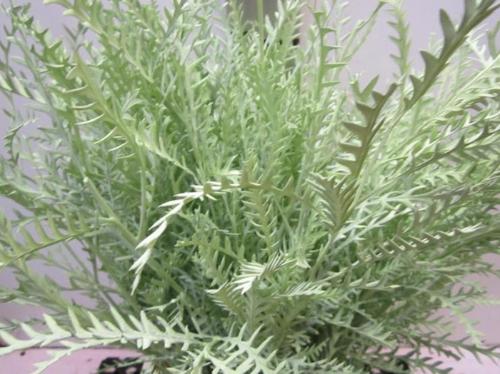 Decoratiegroen kleurbehandeld H%