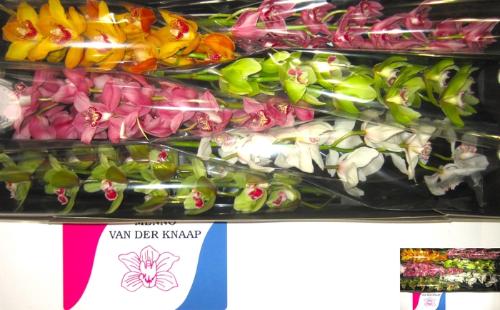 Cymbidium grootbloemig per tak gemengd