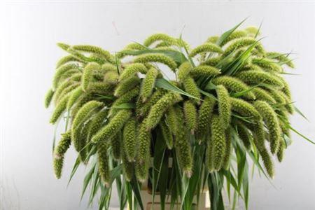Setaria italica 'Volle Melk'