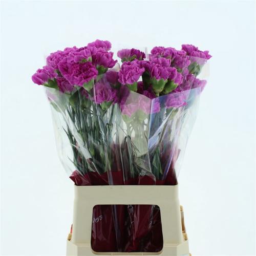 Dianthus standaard 'Farida'