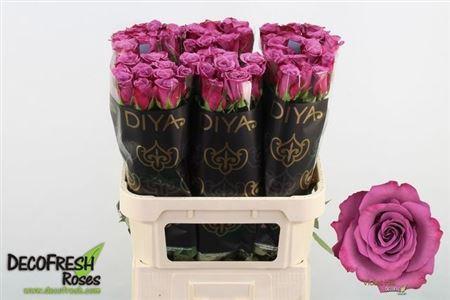 Rosa grootbloemig Violet Hill+