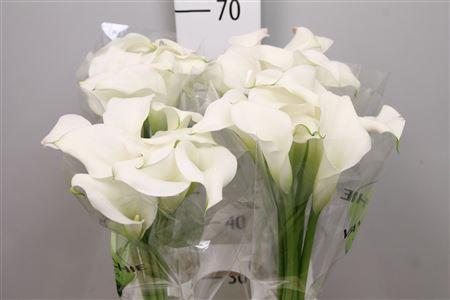 Zantedeschia 'Crystal Blush'