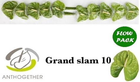 Anthurium (Andreanum Grp) Grand Slam