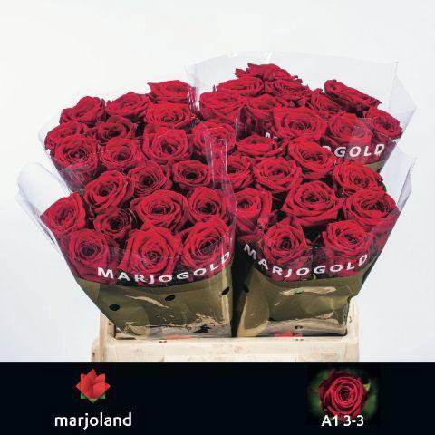 Rosa grootbloemig Red Naomi!