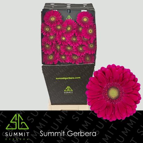 Gerbera mini Vivian