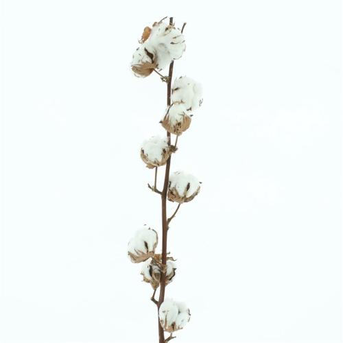 Gossypium hirsutum wit