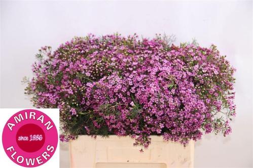 Chamelaucium uncinatum 'Prince'