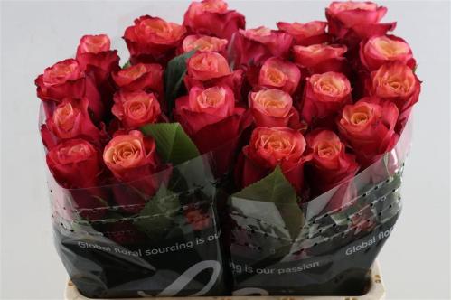 Rosa grootbloemig Bogart-Bb