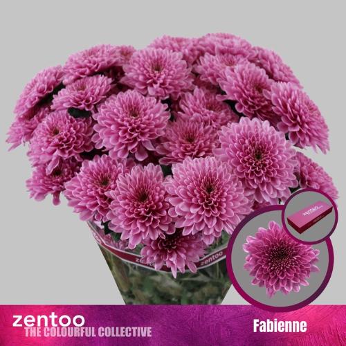 Chrysanthemum (Indicum Grp) tros Fabiënne