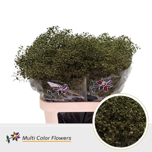 Gypsophila overig kleurbehandeld H%