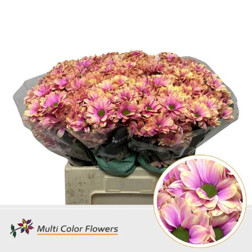 Chrysanthemum Indicum Grp tros kas kleurbehandeld H%