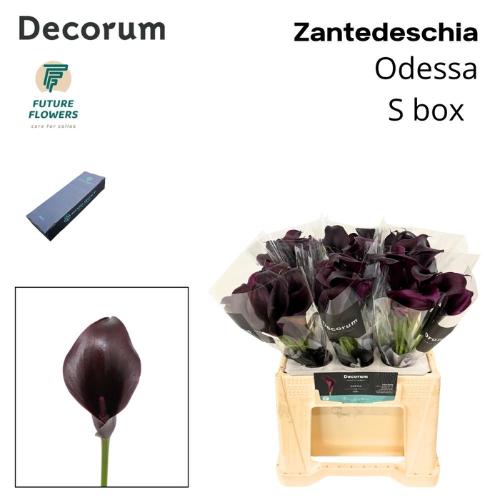 Zantedeschia 'Odessa'