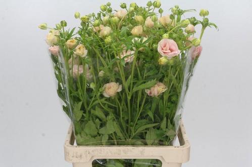 Ranunculus cortusifolius Magical Mascarpone