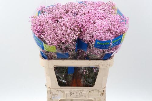 Gypsophila overig kleurbehandeld H%