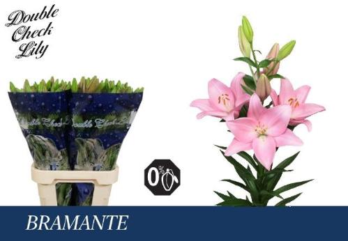 Lilium (LA-hybrids Grp) 'Bramante'