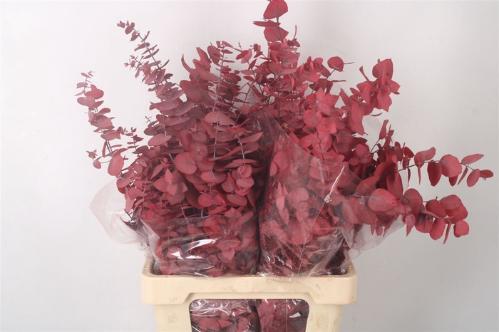 Eucalyptus polyanthemos (fruit) kleurbehandeld per bos H%