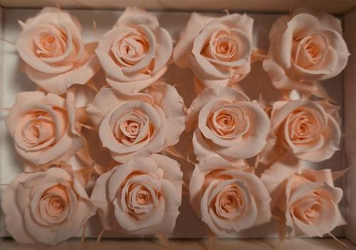 Rosa grootbloemig kleurbehandeld H%