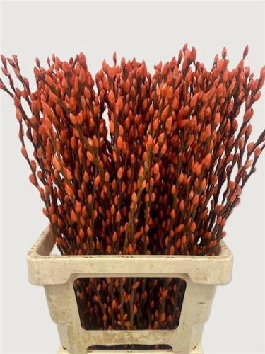 Salix kleurbehandeld H%