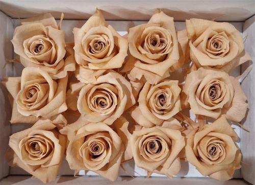 Rosa grootbloemig kleurbehandeld H%