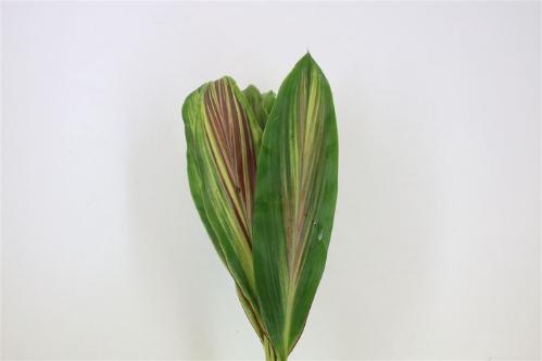 Cordyline australis 'Red Sensation'