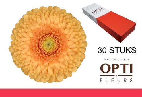 Gerbera mini bolvormig Pomponi Bunny