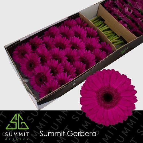 Gerbera grootbloemig Bon Dia