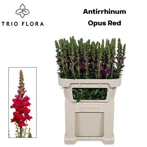 Antirrhinum majus 'Opus Red'