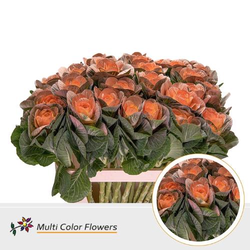 Brassica oleracea kleurbehandeld H%