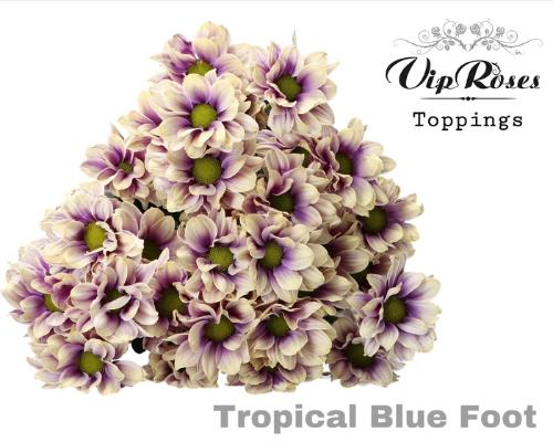 Chrysanthemum (Indicum Grp) tros Kennedy kleurbehandeld H%