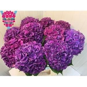 Hydrangea macrophylla Royal King
