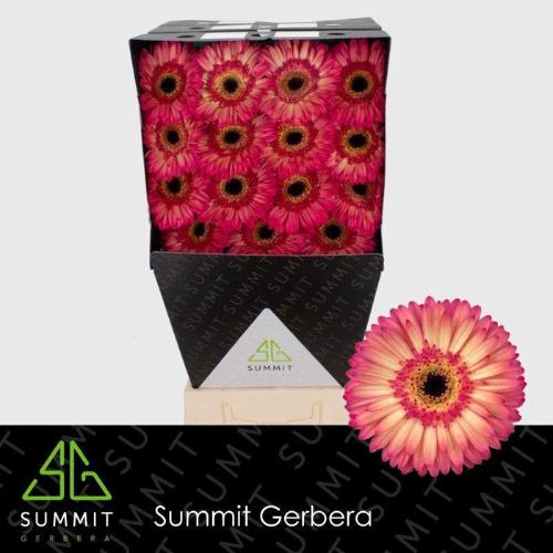 Gerbera grootbloemig 'Hippie Chic'