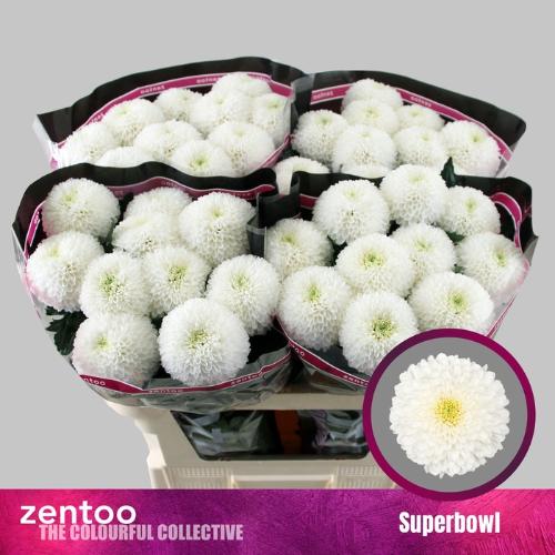Chrysanthemum (Indicum Grp) geplozen SuperBowl