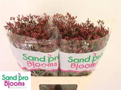 Limonium sinensis Scarlet Diamond